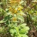 野生羊耳菊种子山白芷乌脚鸡寻骨风中草药材多年生草本植物