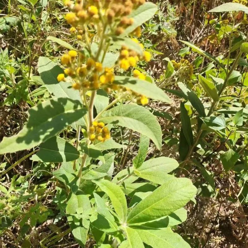 野生羊耳菊种子山白芷乌脚鸡寻骨风中草药材多年生草本植物