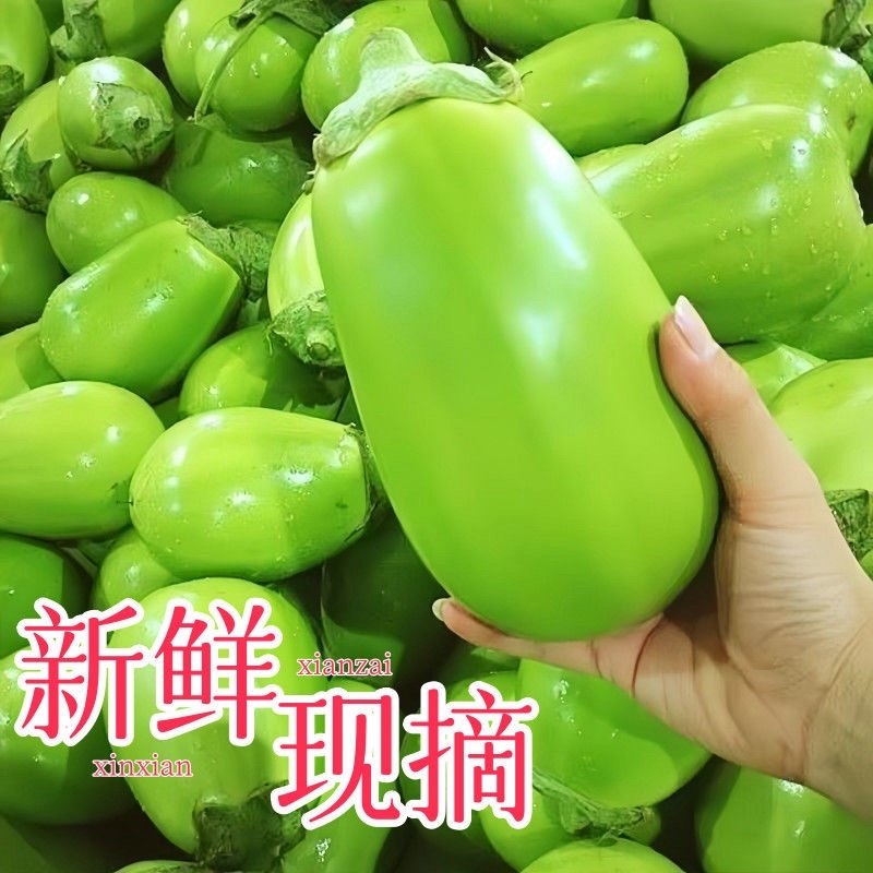 河南大棚无籽青茄子精品大青茄子保质保量价格优惠