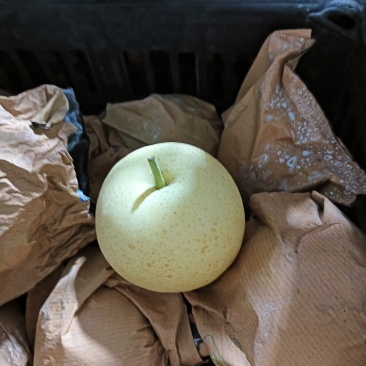 赵县皇冠梨