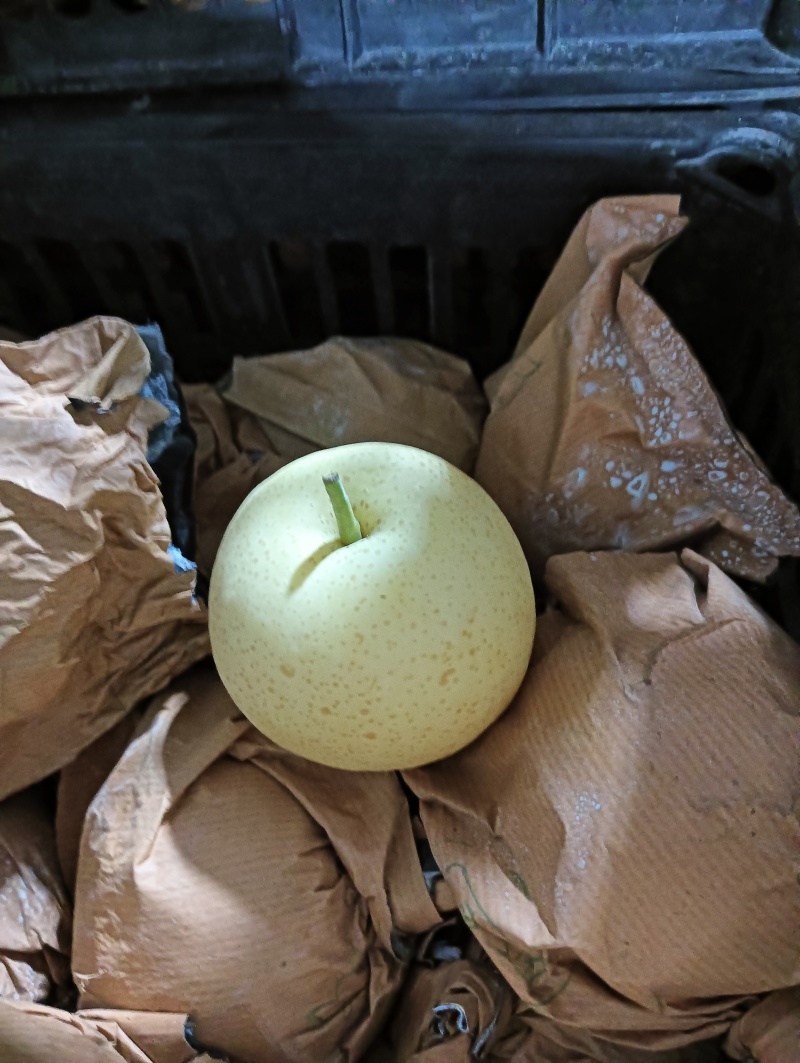 赵县皇冠梨