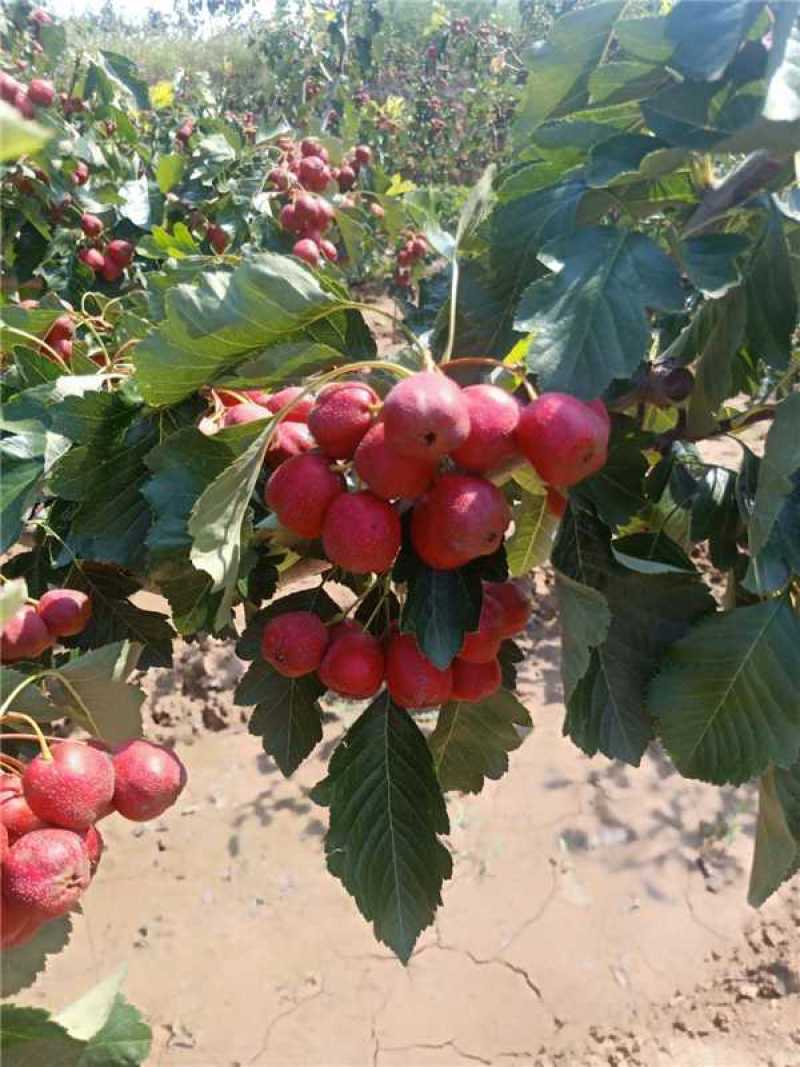 山西大金星山楂大量上市一手货源酸甜可口欢迎随时联系