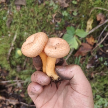 黄枞菌