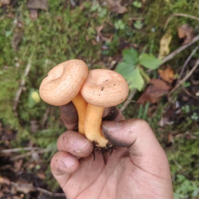 黄枞菌