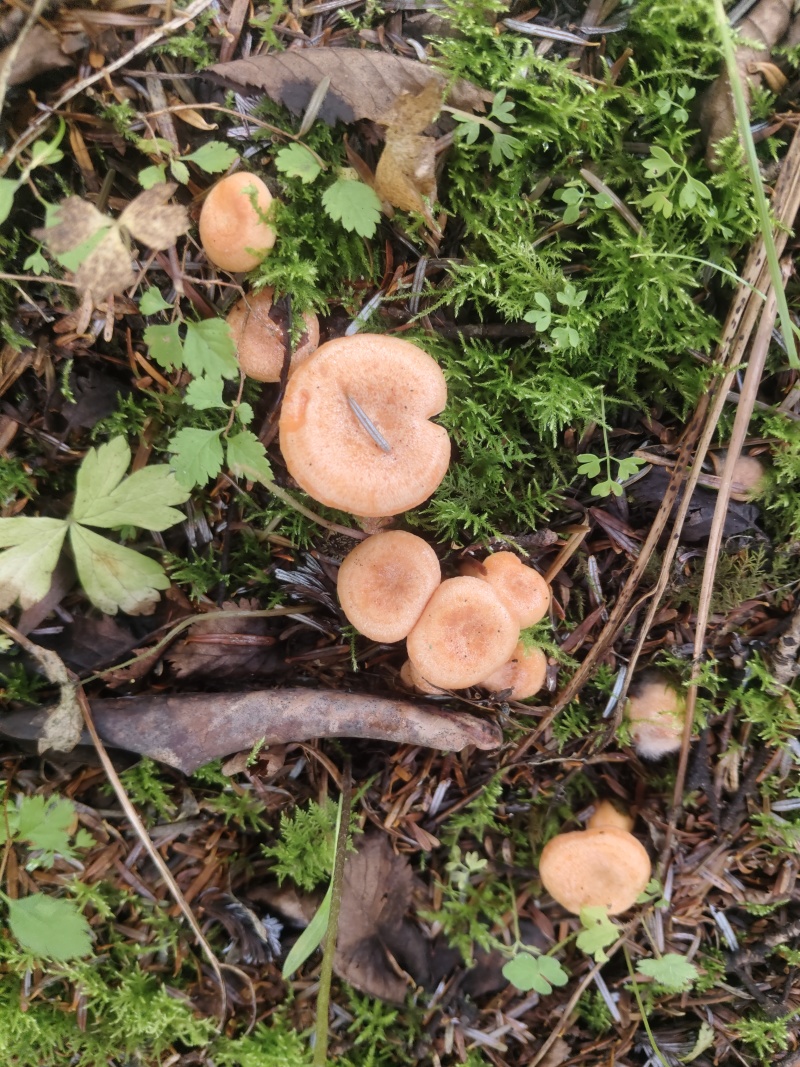 黄枞菌