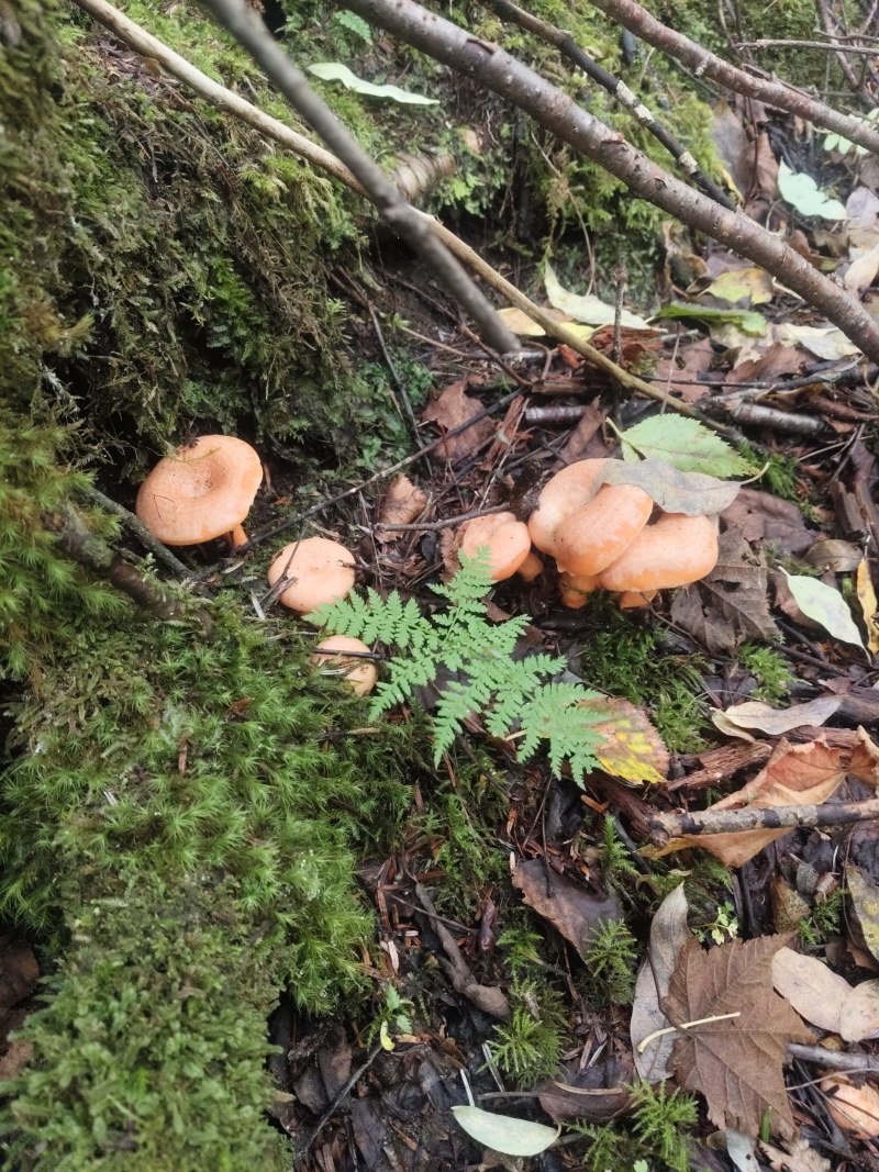 黄枞菌