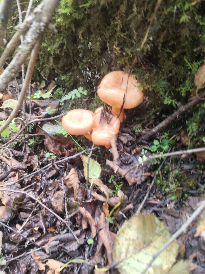 黄枞菌