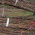金蝉卵枝条（李子条，桃条，杨条，其它杂枝条）