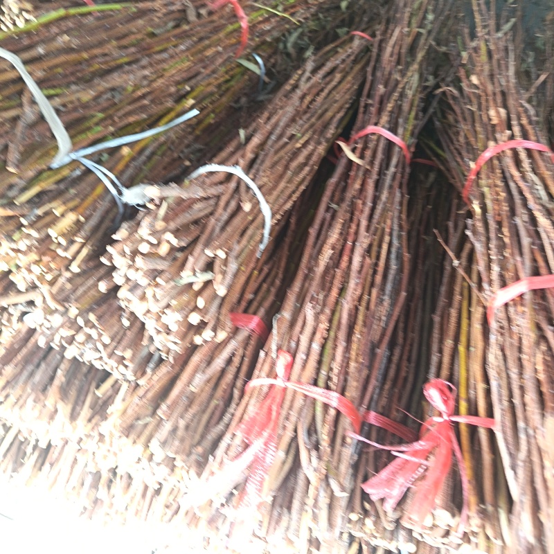 金蝉卵枝条（李子条，桃条，杨条，其它杂枝条）