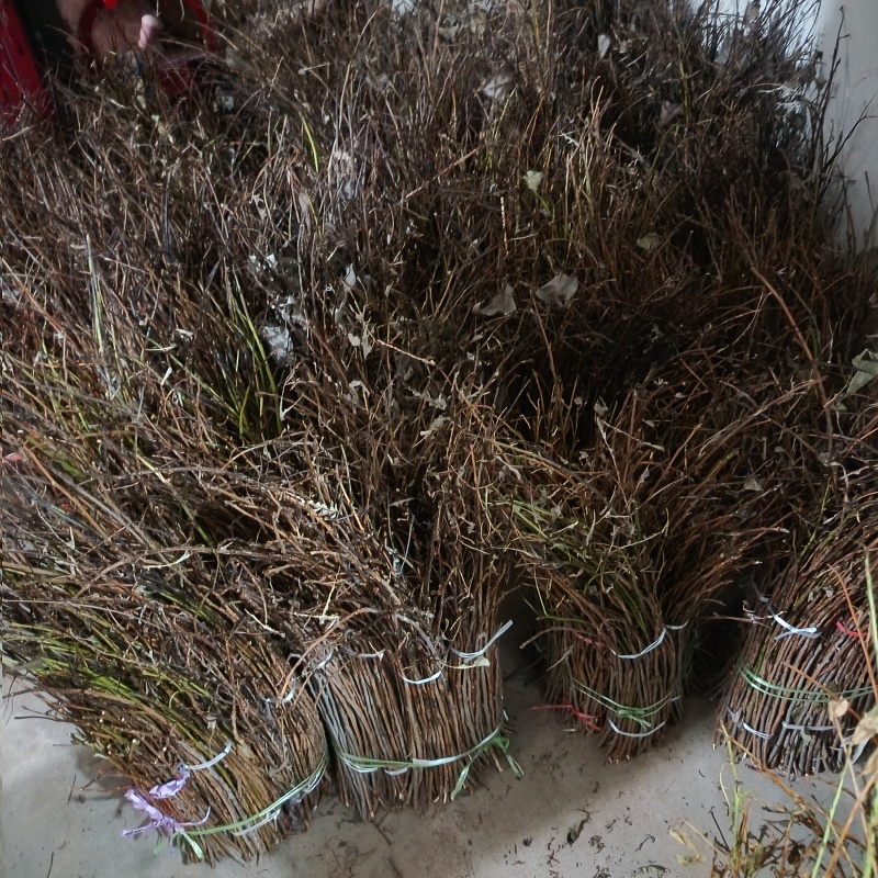 金蝉卵枝条（李子条，桃条，杨条，其它杂枝条）