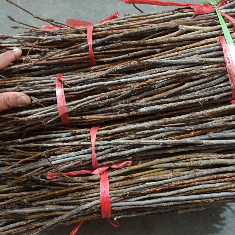 金蝉卵枝条（李子条，桃条，杨条，其它杂枝条）