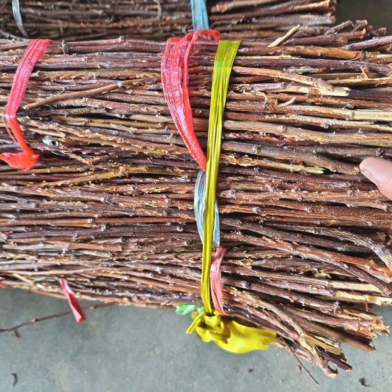 金蝉卵枝条（李子条，桃条，杨条，其它杂枝条）