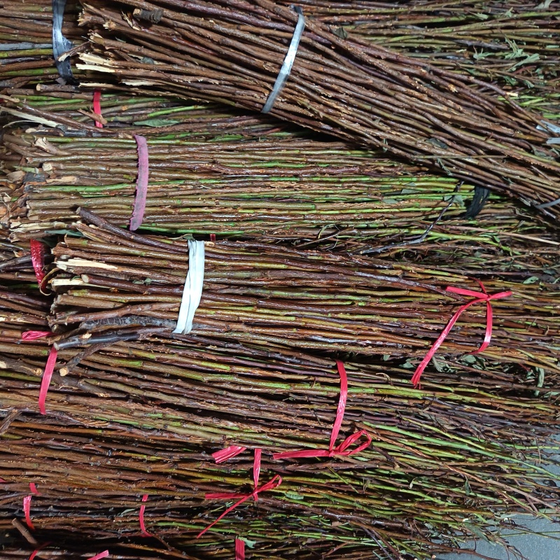 金蝉卵枝条（李子条，桃条，杨条，其它杂枝条）