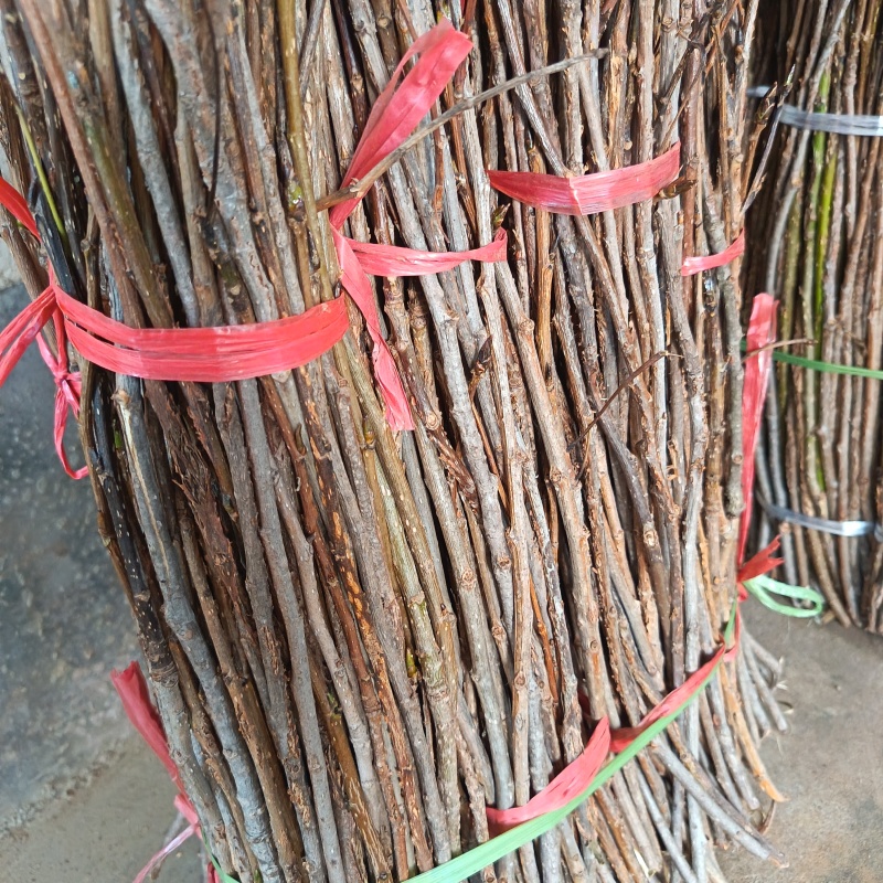 金蝉卵枝条（李子条，桃条，杨条，其它杂枝条）
