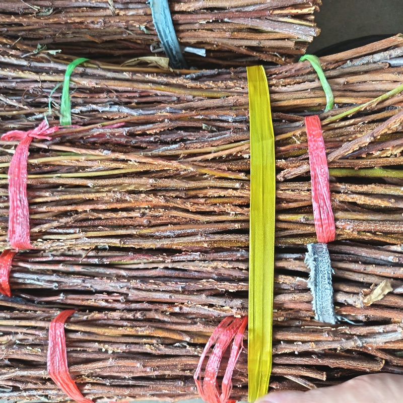 金蝉卵枝条（李子条，桃条，杨条，其它杂枝条）