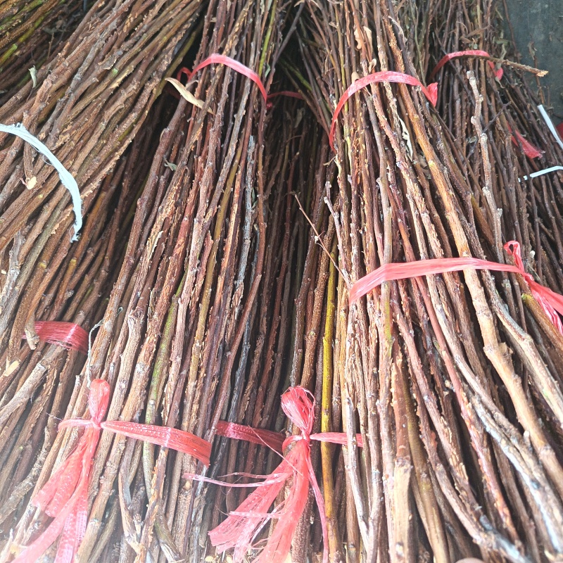 金蝉卵枝条（李子条，桃条，杨条，其它杂枝条）