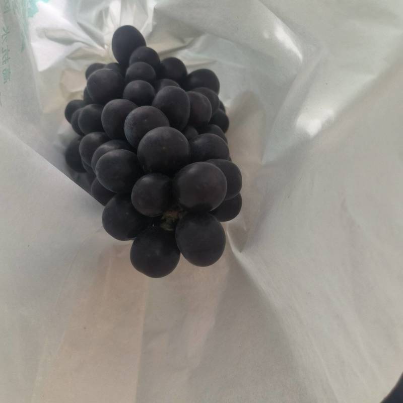 黑阳光玫瑰