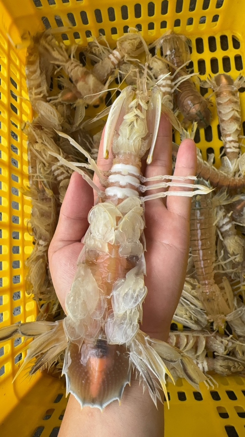 皮皮虾糕虾