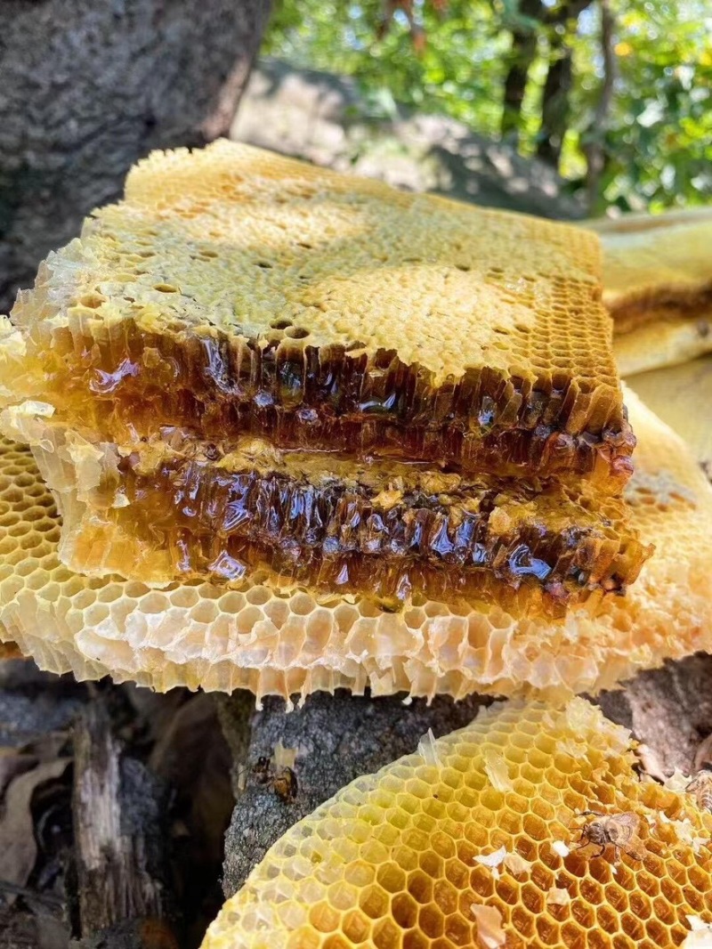 贵州大山里的土蜂蜜野生蜂蜜深山蜂蜜欢迎选购