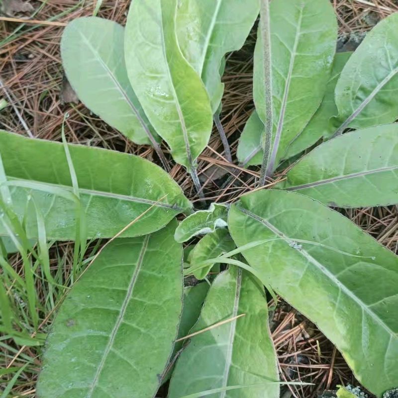毛大丁草种子种苗野生中药材耳风白头翁兔儿地香毛大丁草