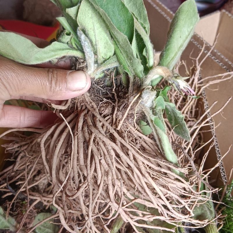 毛大丁草种子种苗野生中药材耳风白头翁兔儿地香毛大丁草