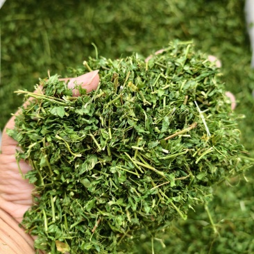 炒相思茶，小叶鸡骨草