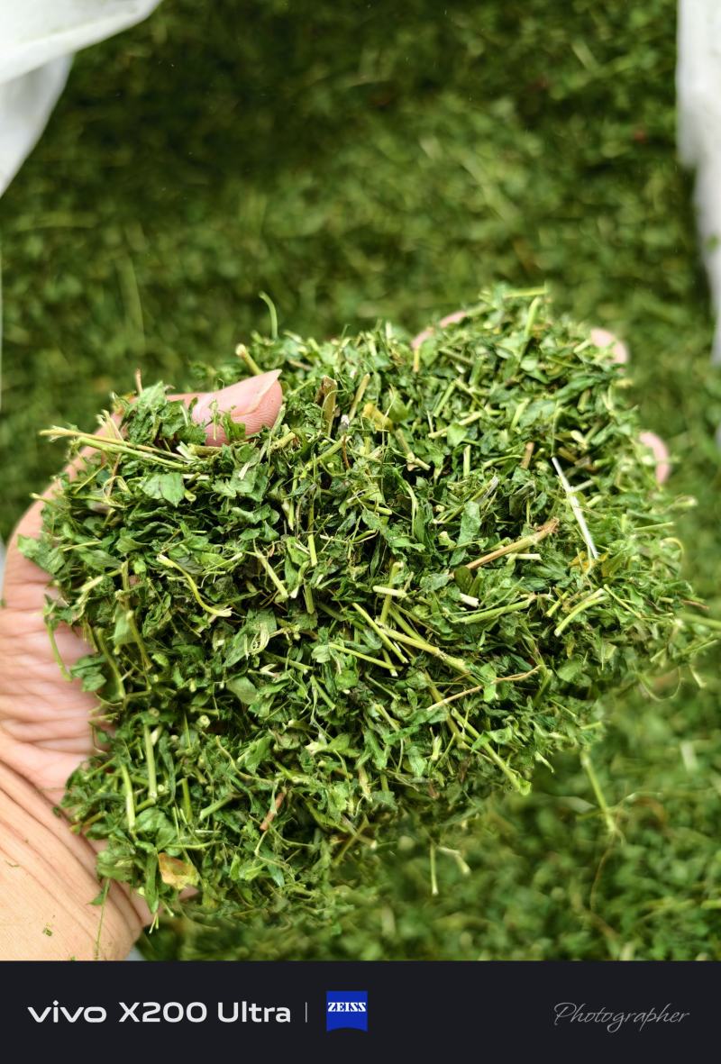 炒相思茶，小叶鸡骨草