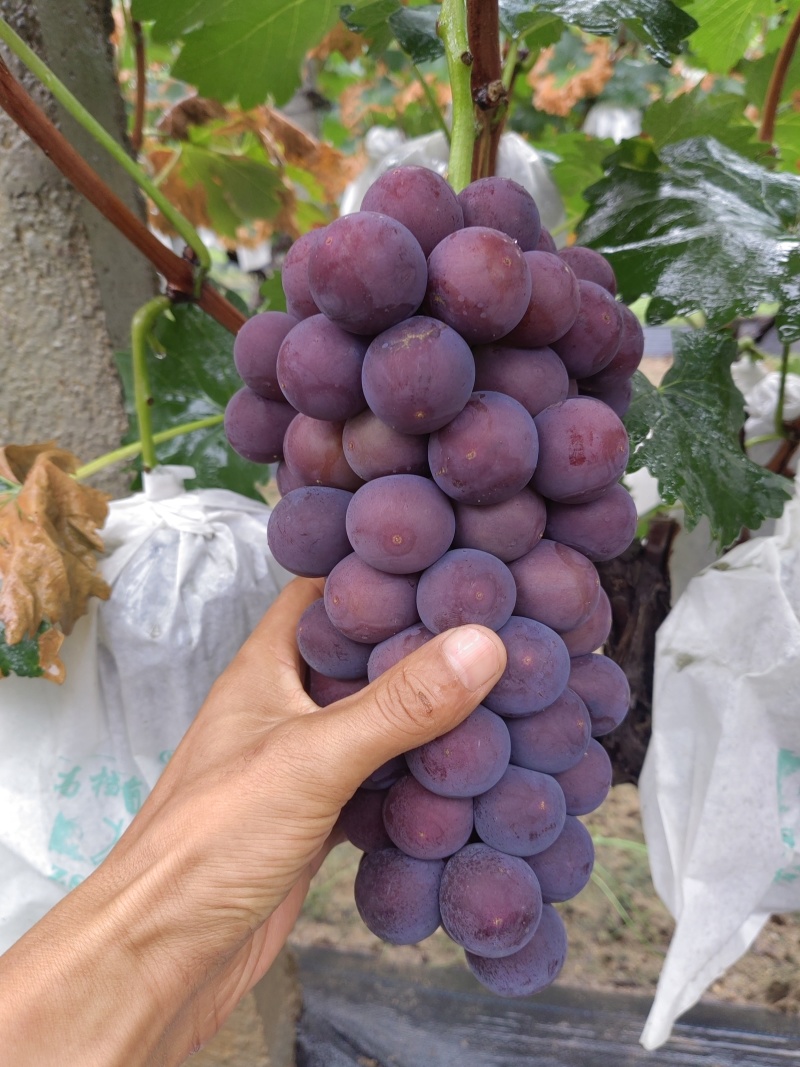 红玫瑰葡萄