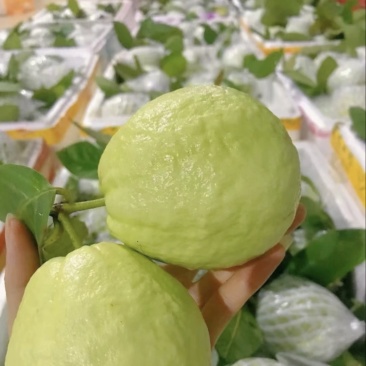 脆甜爽口芭乐