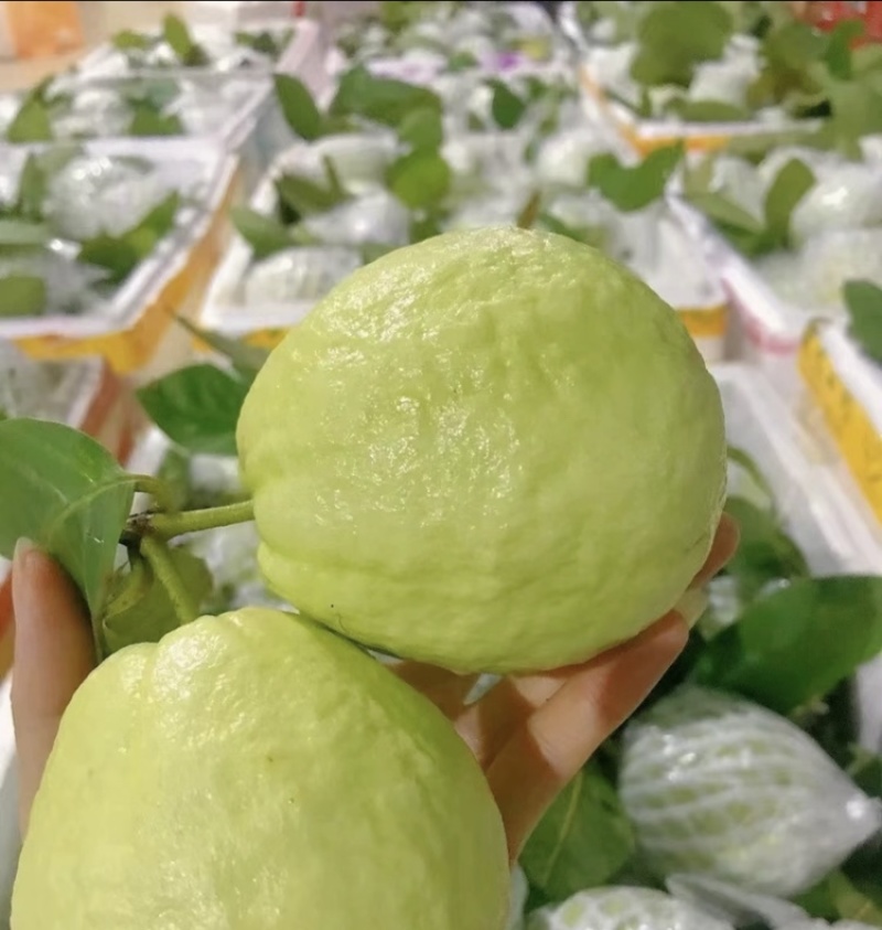 脆甜爽口芭乐