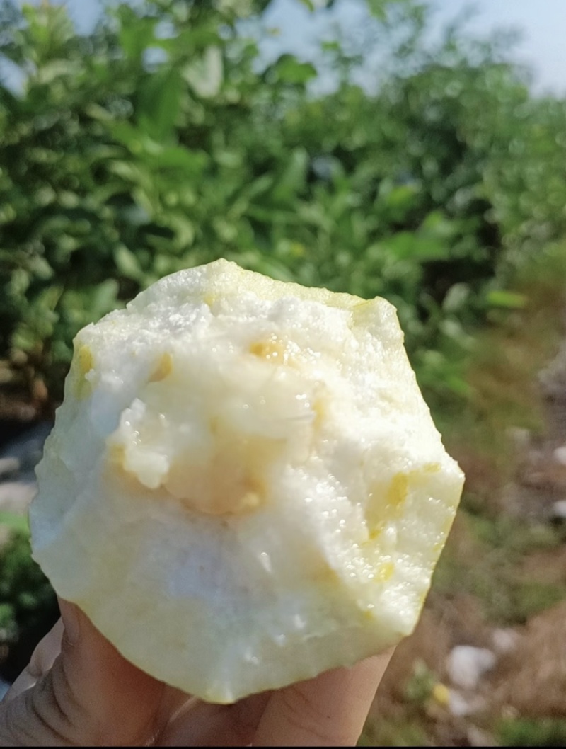 脆甜爽口芭乐