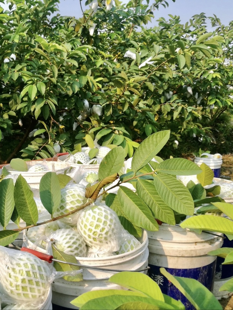 脆甜爽口芭乐