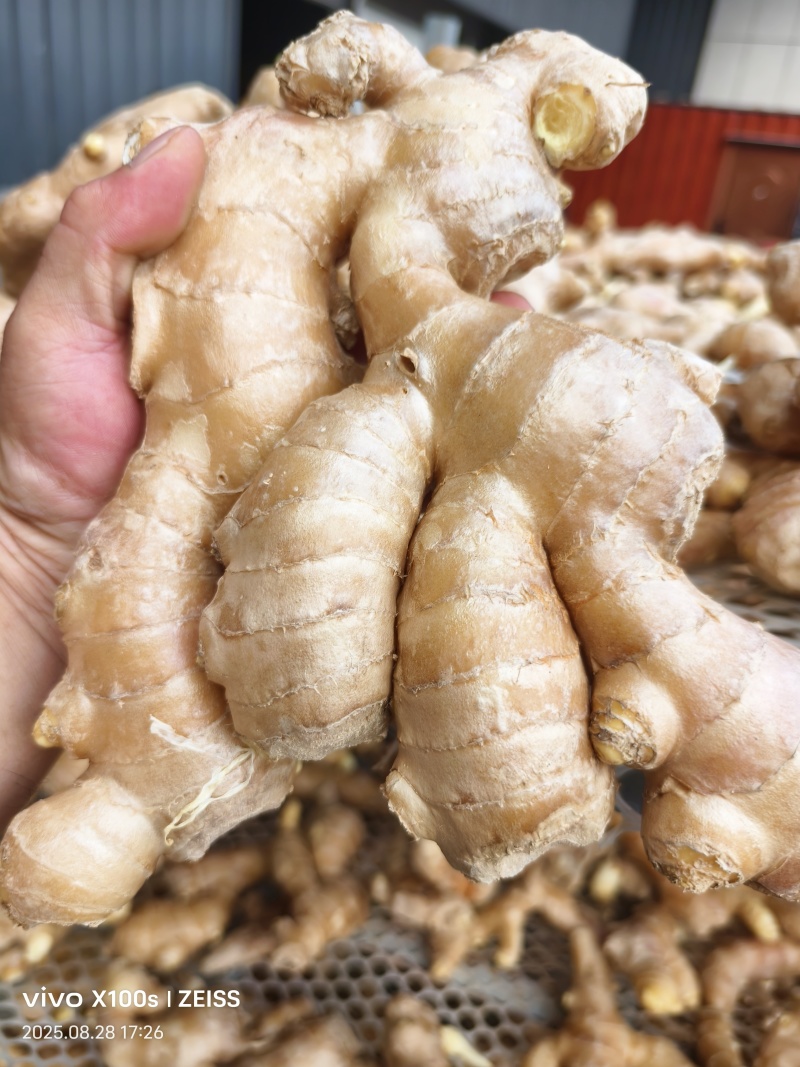 山东大姜【出口迪拜各国】烘干姜水洗姜/加工出口/市场商超