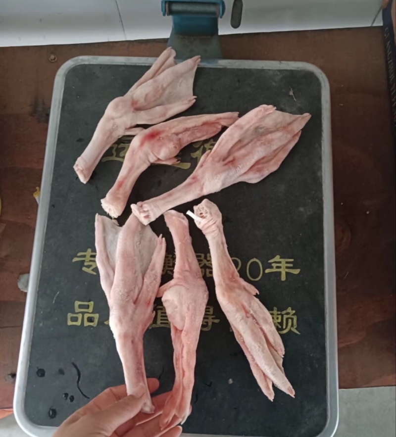 鹅掌