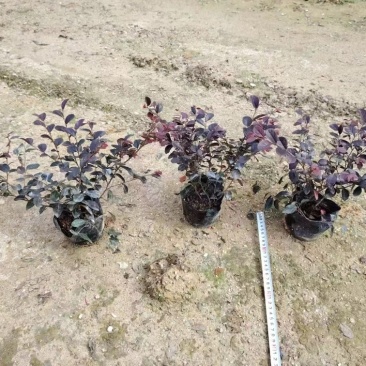 绿化苗木。精品粉花翠芦莉0.28。品质卓越