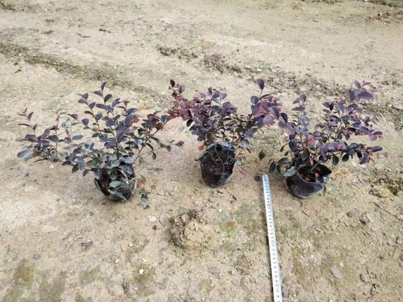 绿化苗木。精品粉花翠芦莉0.28。品质卓越