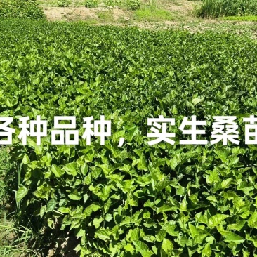 嫁接桑树苗，强桑1号农桑14，育711规格齐全欢迎采购