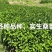 嫁接桑树苗，强桑1号农桑14，育711规格齐全欢迎采购