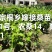 嫁接桑树苗，强桑1号农桑14，育711规格齐全欢迎采购