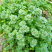 宝盖草种子中草药接骨草连线草毛夏枯草灯茏草珍珠莲佛座连钱