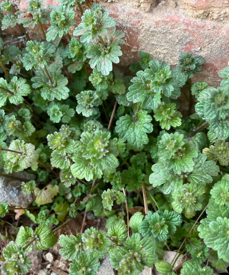 宝盖草种子中草药接骨草连线草毛夏枯草灯茏草珍珠莲佛座连钱
