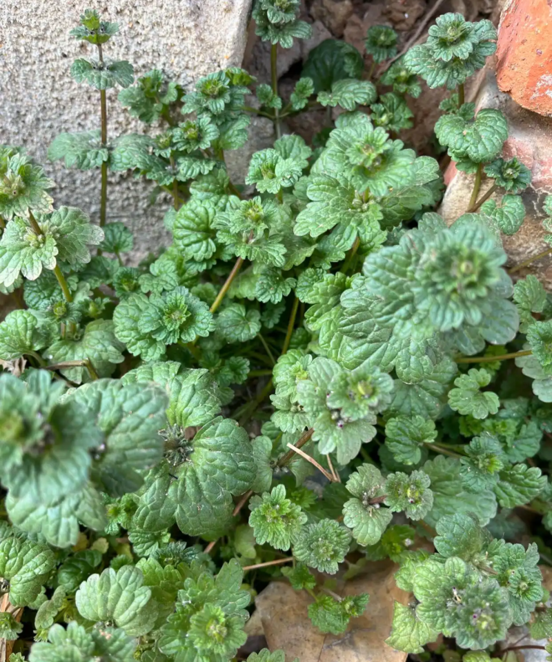 宝盖草种子中草药接骨草连线草毛夏枯草灯茏草珍珠莲佛座连钱