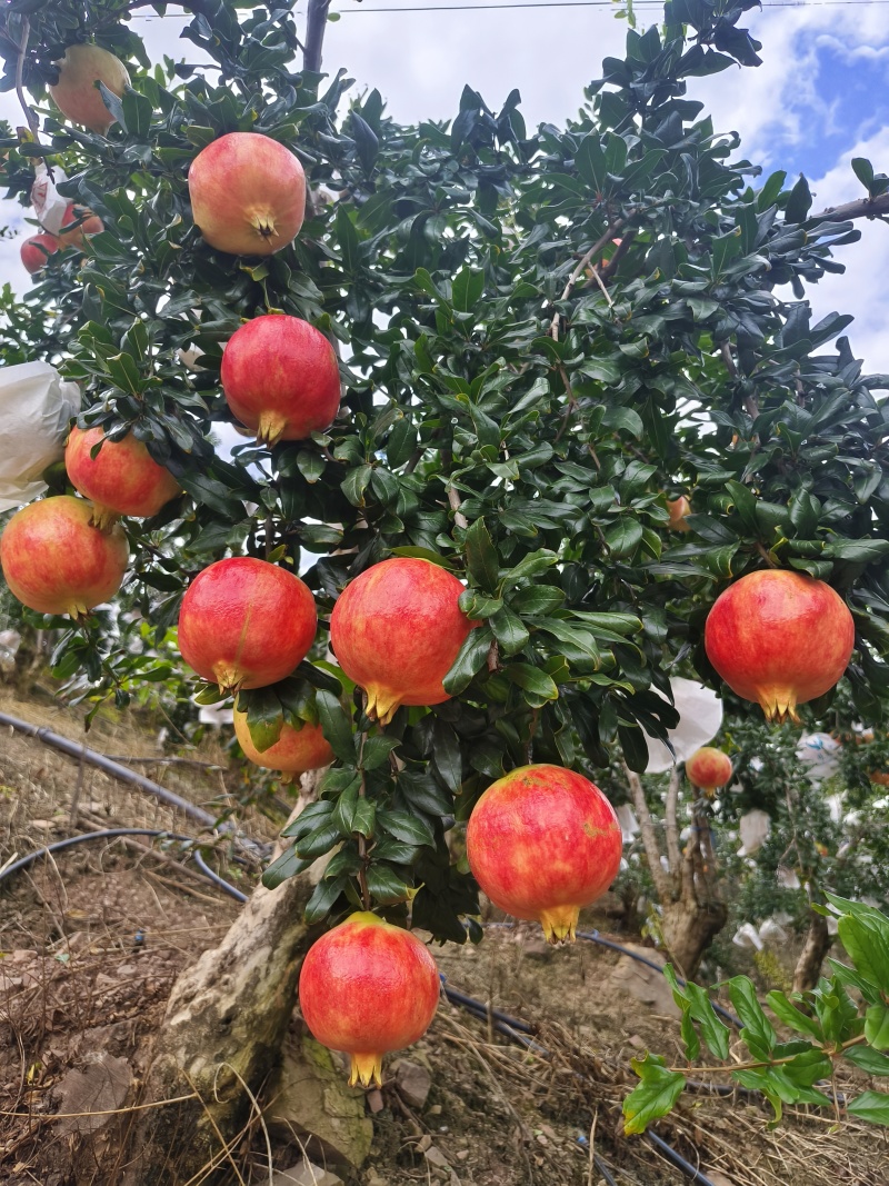 资格会理突尼斯软籽石榴，统货果二级果无限量供应