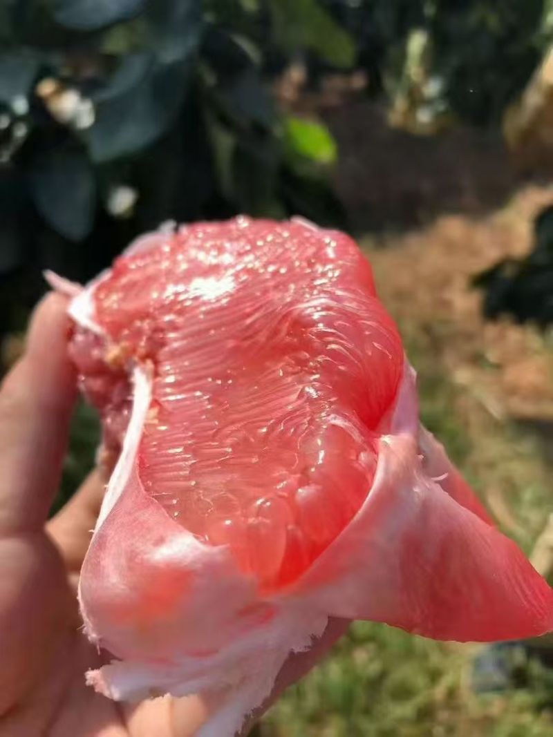 福建平和琯溪红心柚子，果面干净，水分充足，一手货源