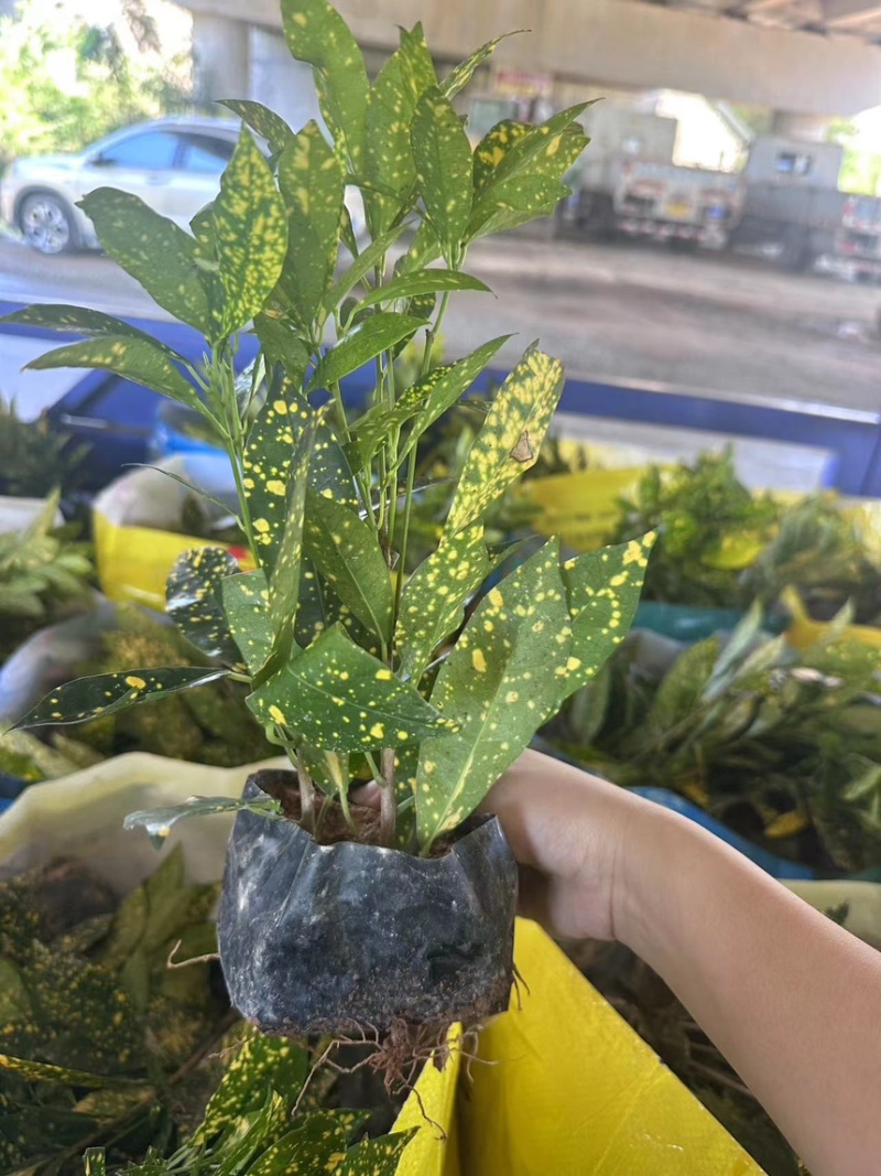 绿化苗木紫花诚信经营品控第一严格遵守客户要求