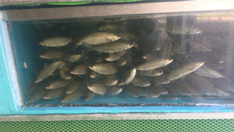 吊水赤眼鱼