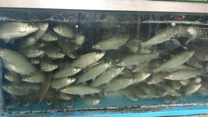 吊水赤眼鱼