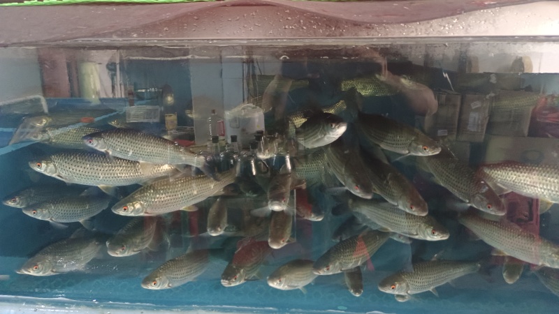 吊水赤眼鱼