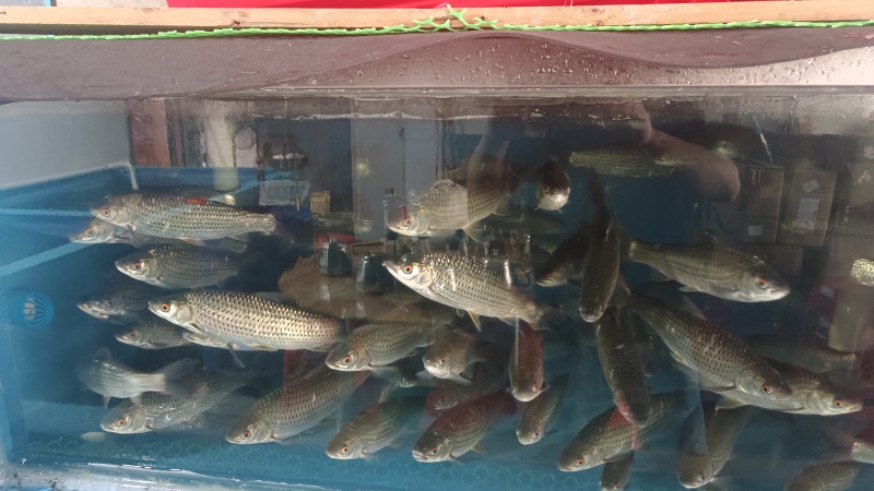 吊水赤眼鱼