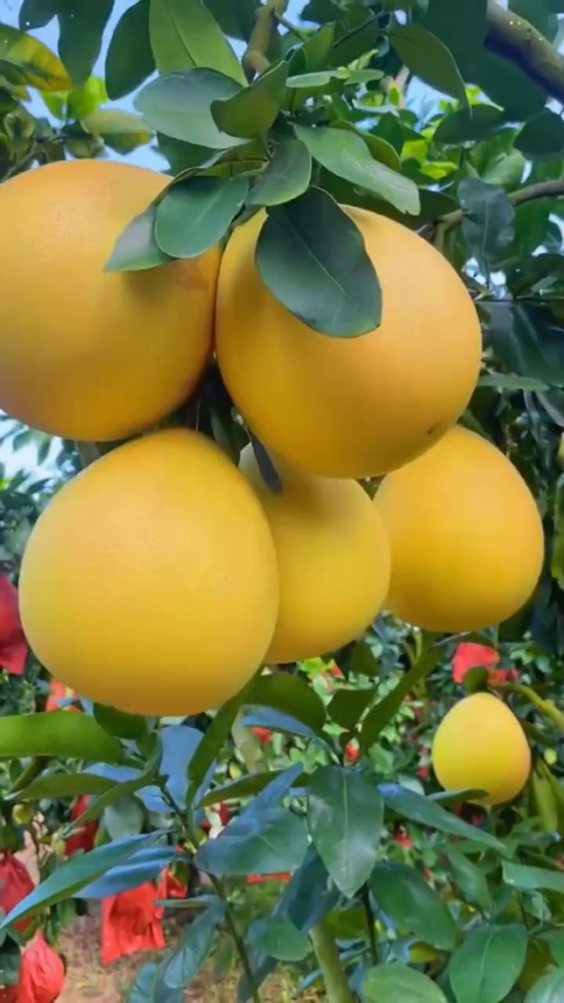 福建平和琯溪红心柚子，果面干净，水分充足，一手货源